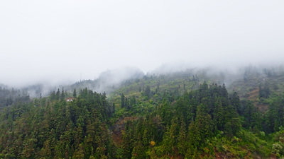 个人商用，阴雨天气森林里树丛上方白色的浓雾随风飘动阴天航拍，视频素材