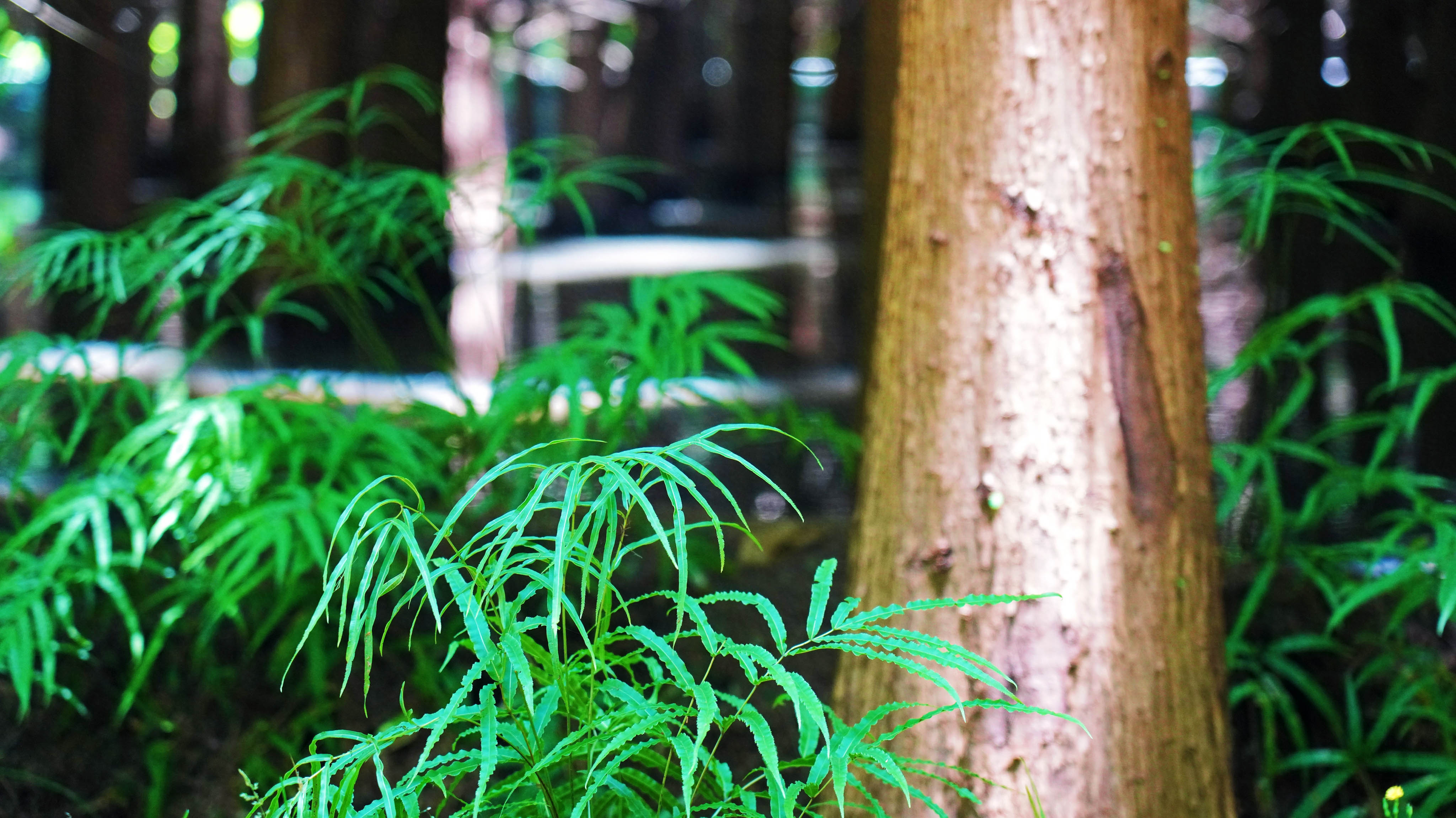 个人商用，湿地公园各种植物特写，图片素材