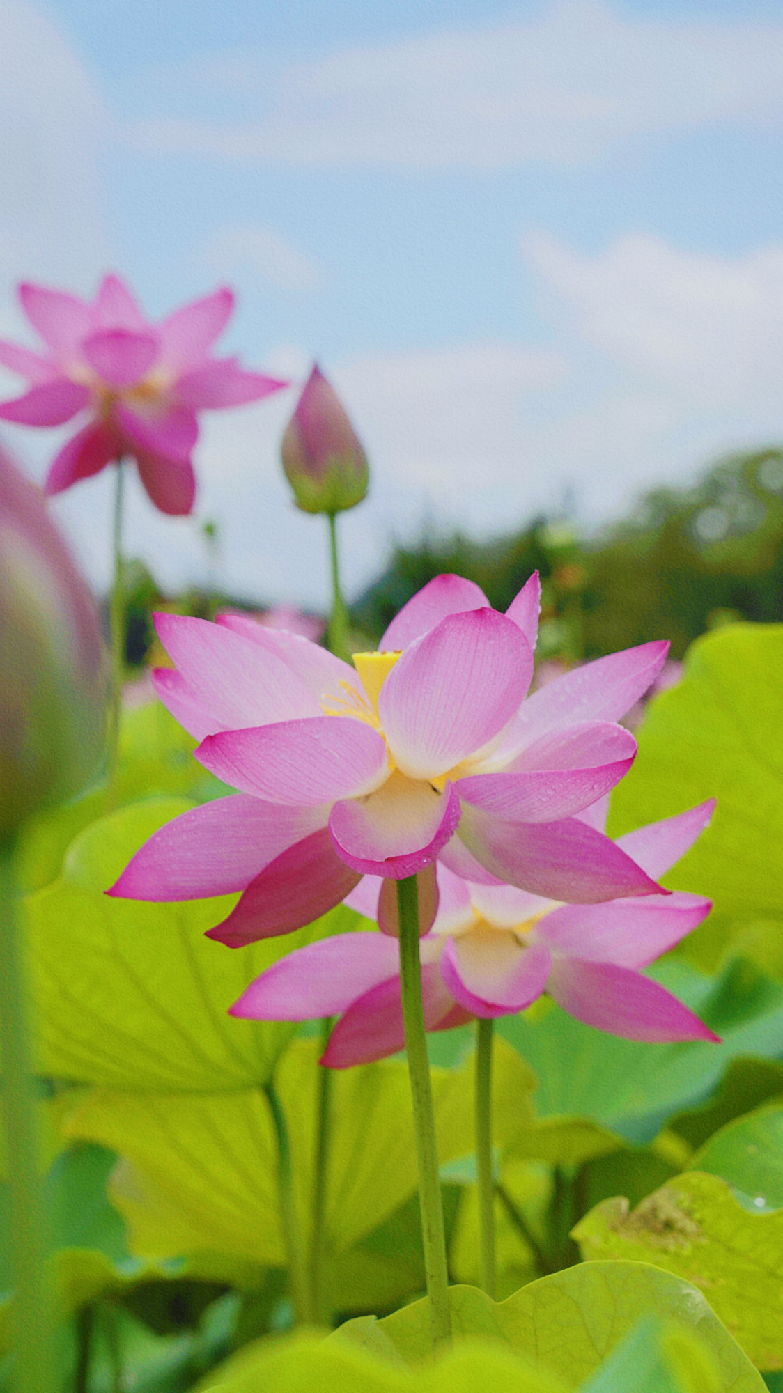 最漂亮荷花大全 竖屏图片