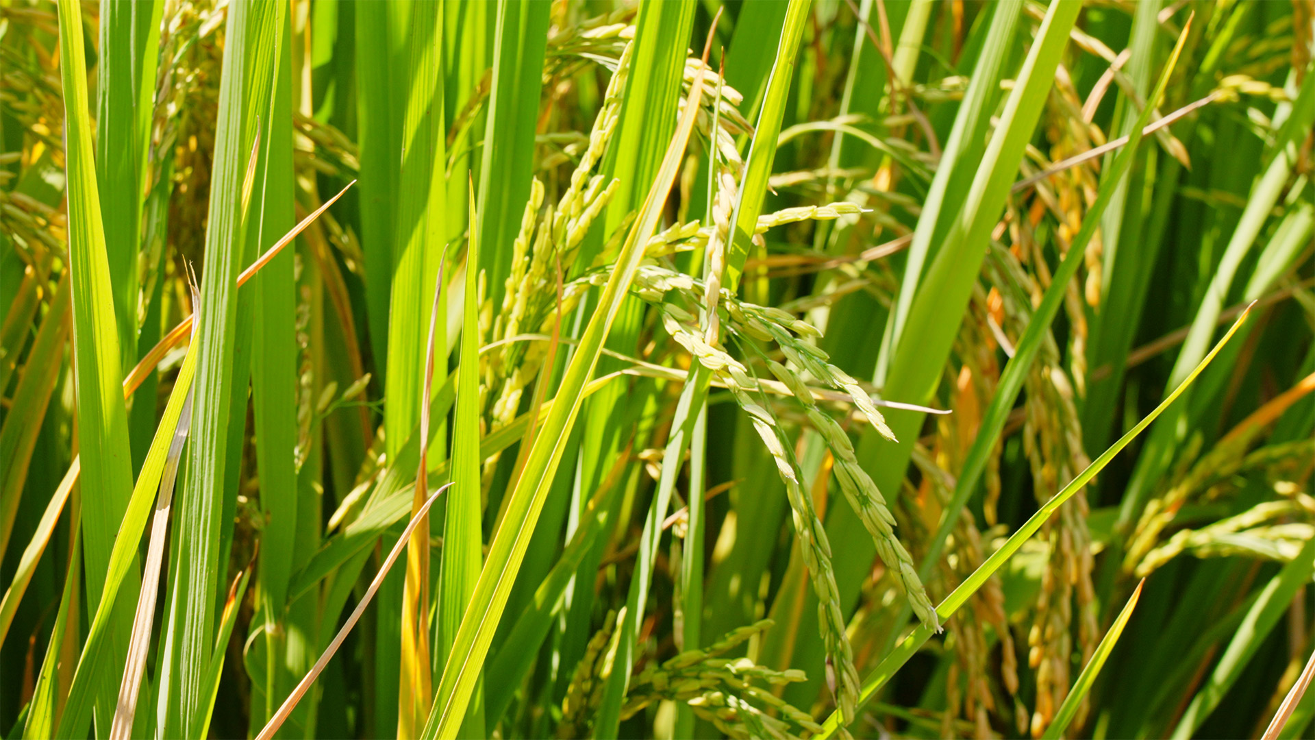个人商用，乡下农村农田里生长茂盛稻穗饱满的水稻随风摇动，视频素材