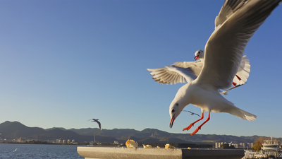 个人商用，海鸥红嘴鸥昆明海埂大坝觅食，视频素材
