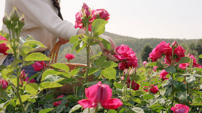 个人商用，花田里花农采摘丰收的食用玫瑰花，视频素材
