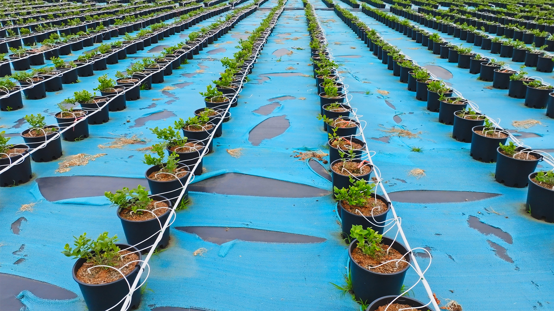 个人商用，农业种植基地成片培植的蓝莓幼苗生长旺盛摆放整齐划一航拍，视频素材