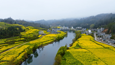 个人商用，云南省曲靖市罗平县九龙河坝口村螃蟹寨沿河村庄油菜花盛开航拍，视频素材