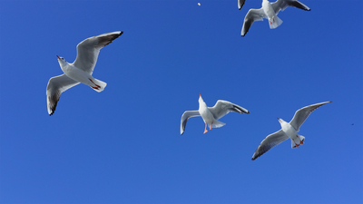 个人商用，蓝色的天空里海鸥自由的飞翔，视频素材