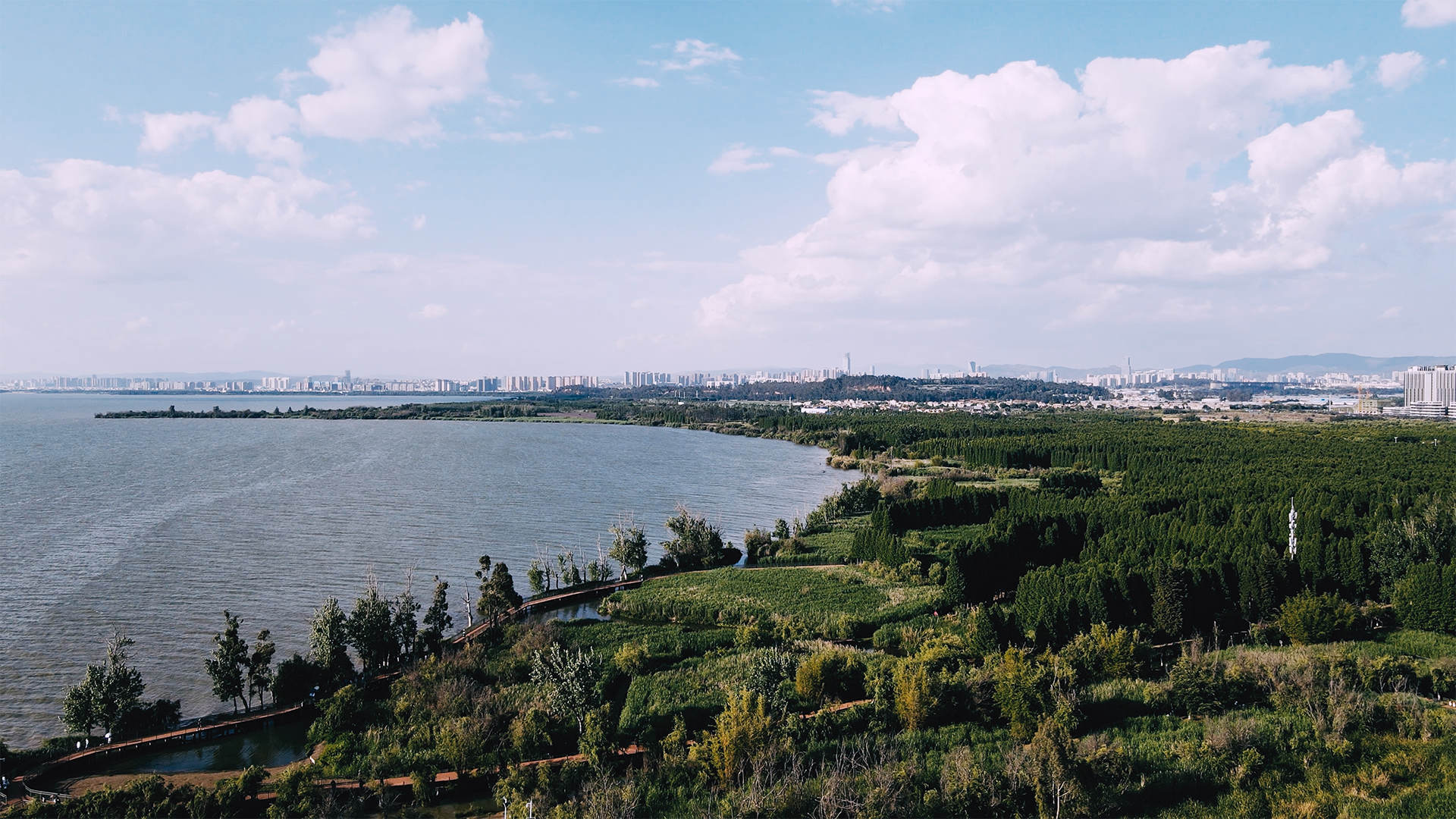 全域商用，海边湿地公园水杉林航拍，视频素材