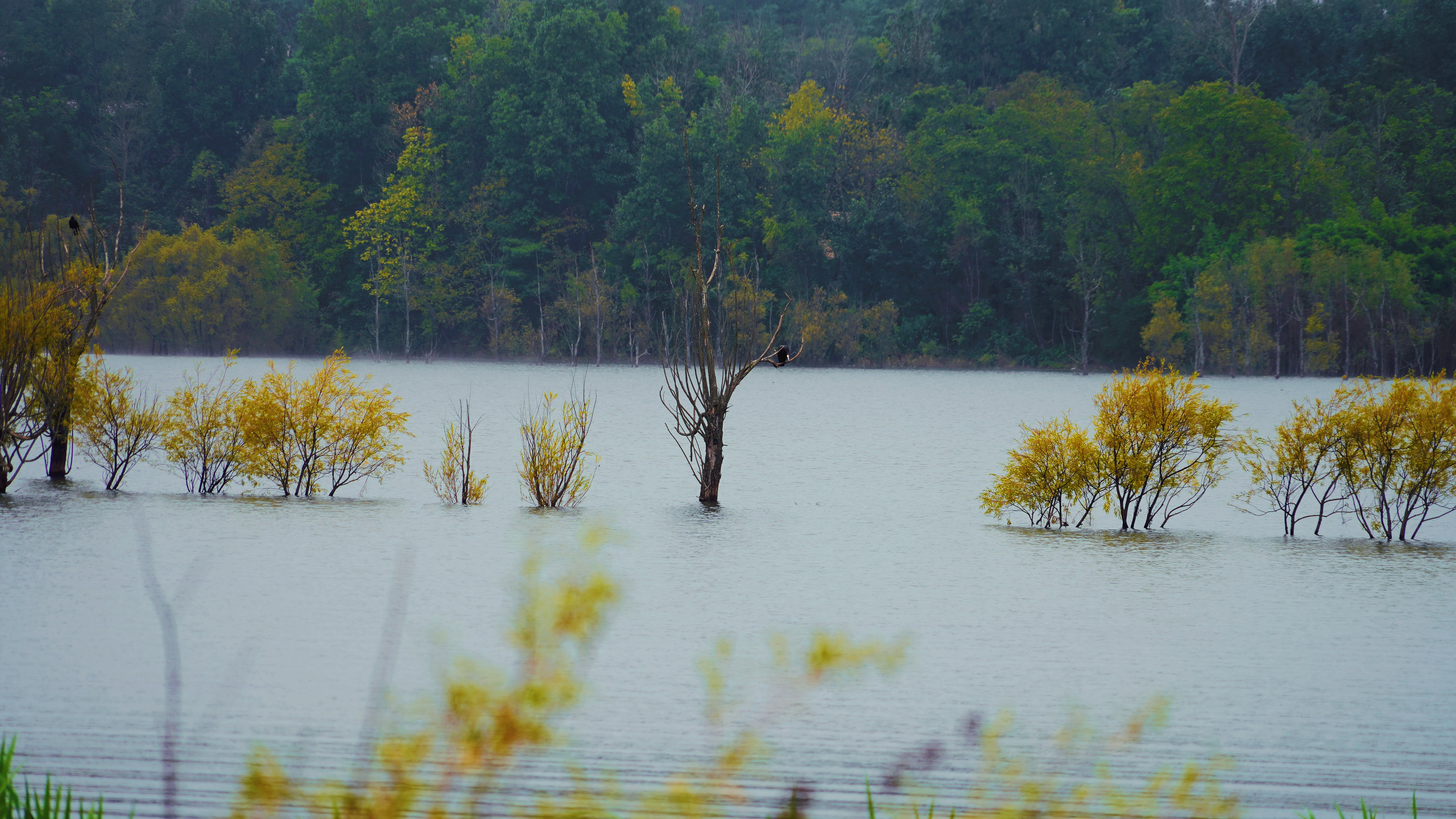 个人商用，念湖水中金黄色的水生树木，图片素材