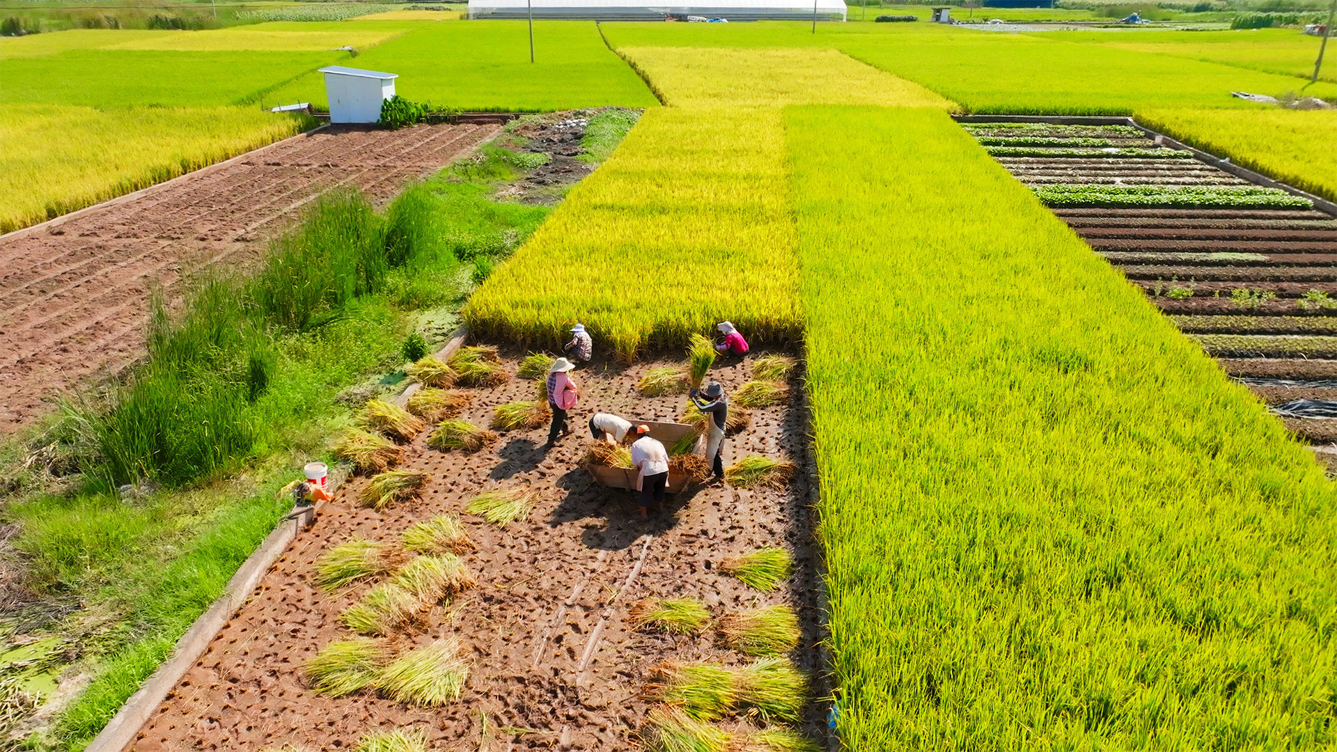 个人商用，丰收季节十月秋天乡村农业基地农田里金黄色成熟的水稻农民收割航拍，视频素材