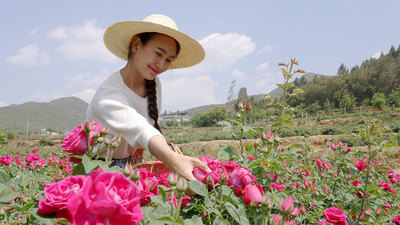 个人商用，手提花篮在花田采摘玫瑰花的姑娘，视频素材
