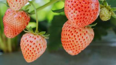 个人商用，草莓丰收草莓叶子牛奶草莓特写，视频素材