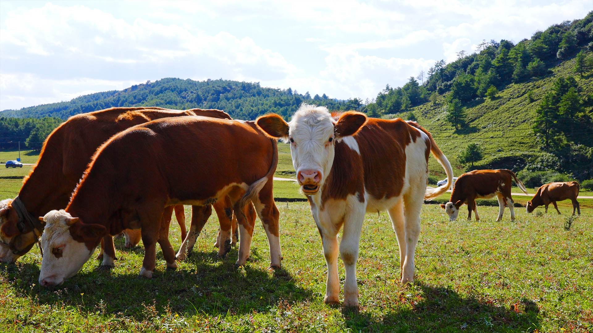 个人商用，草原上牧场里黄色的牛群在绿色的草地上吃草，视频素材