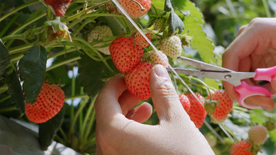 个人商用，水果农业基地大丰收草莓采摘，视频素材
