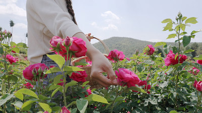 个人商用，花田大丰收花农提着花篮采摘食用玫瑰花，视频素材